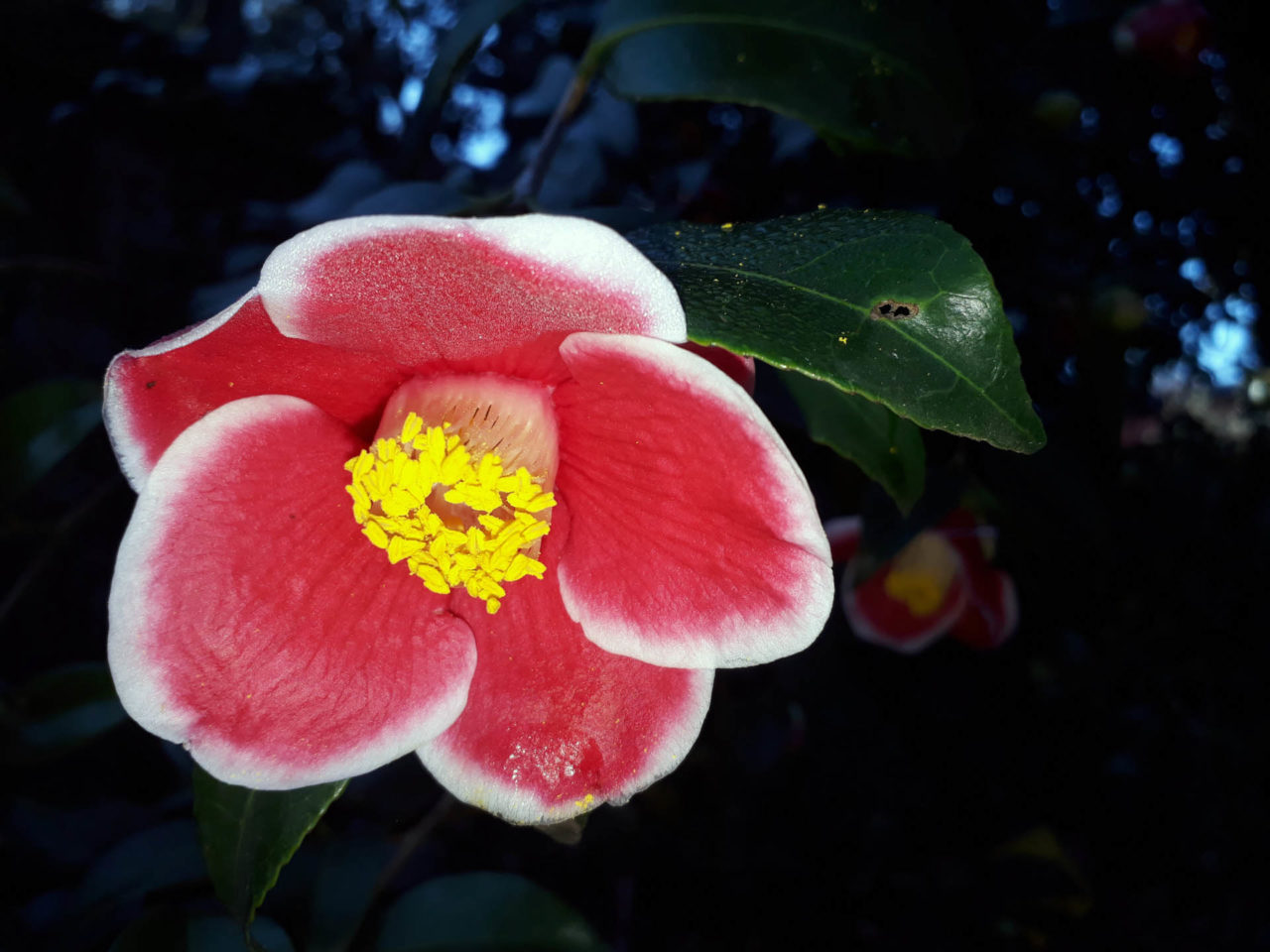 Camellia japonica ‘Tama-no-Ura’