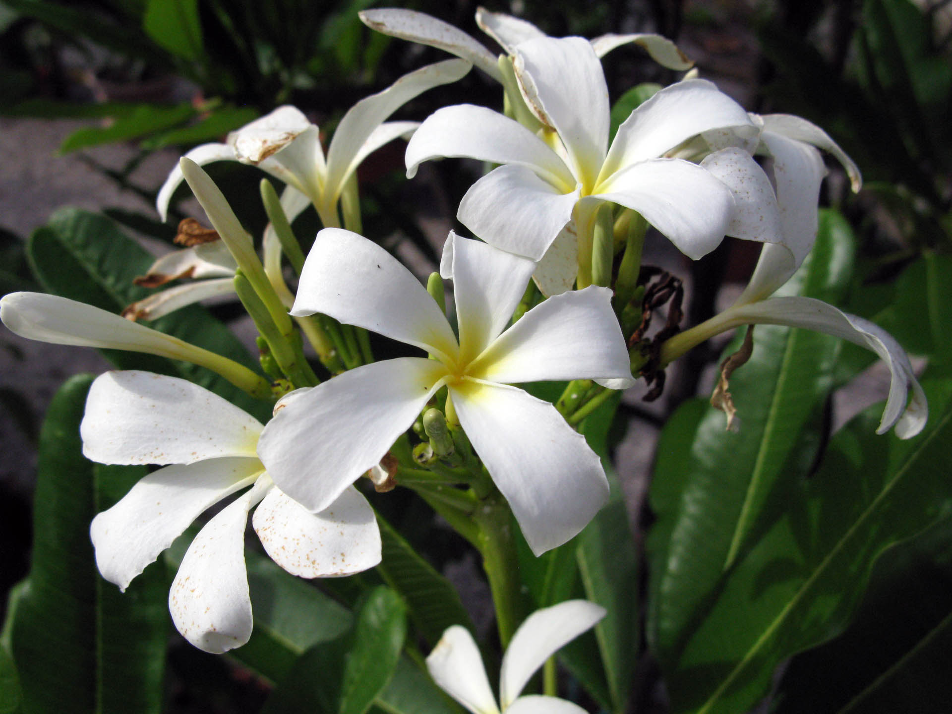 Plumeria obtusa var. sericifolia - Orto Botanico di Lucca