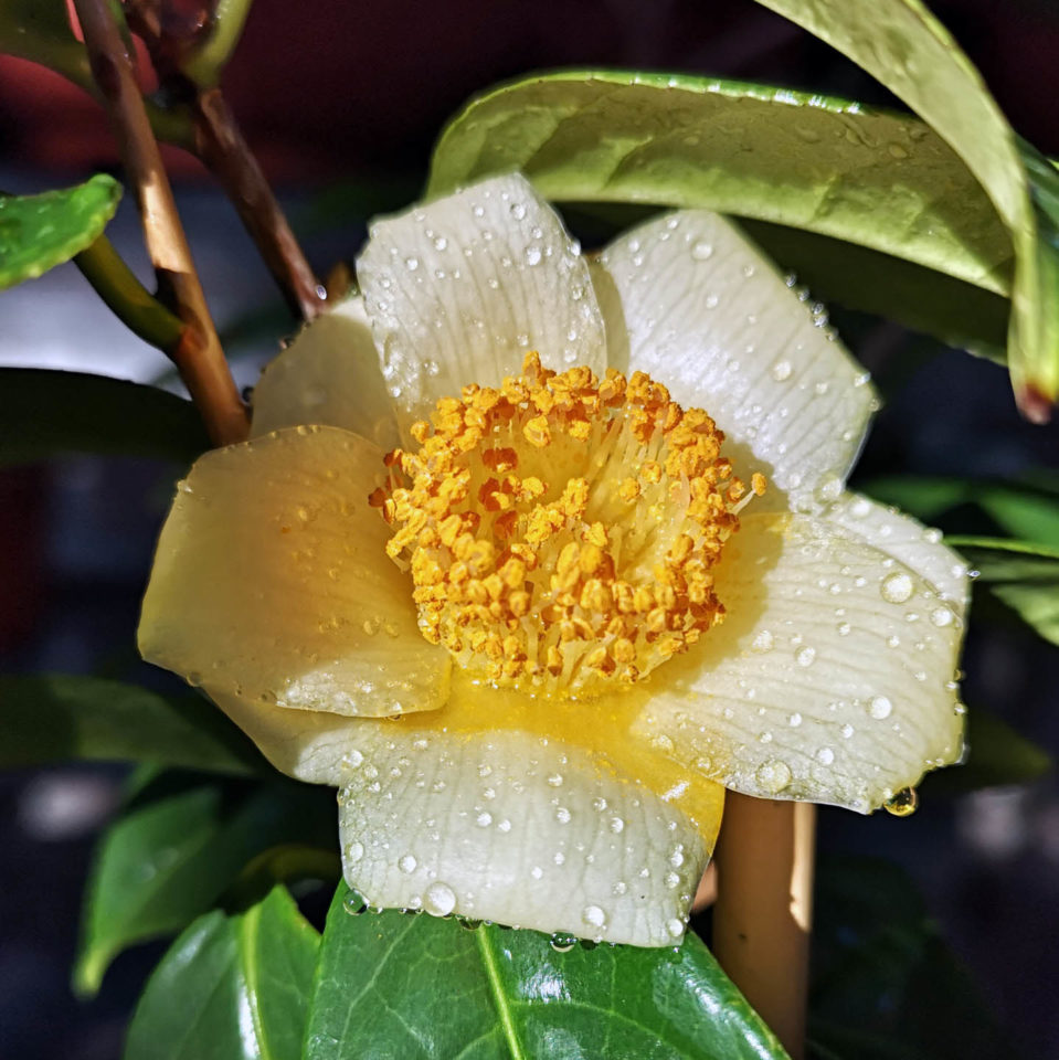 Camellia chrysantha