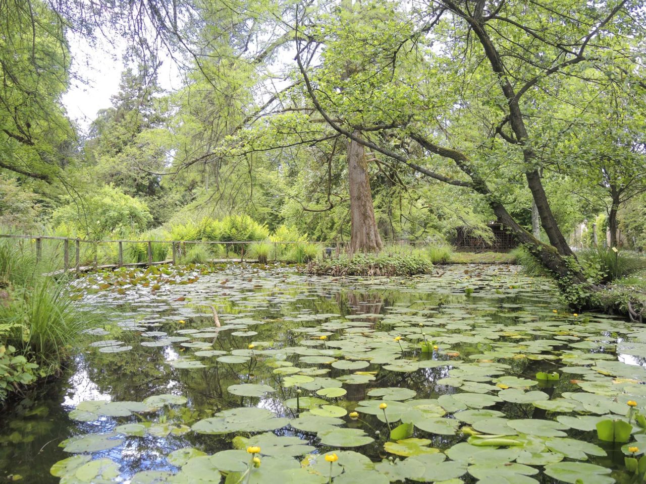 Orto Botanico Di Lucca, Il Giardino Più Prezioso Di Lucca, Fondato Nel 1820