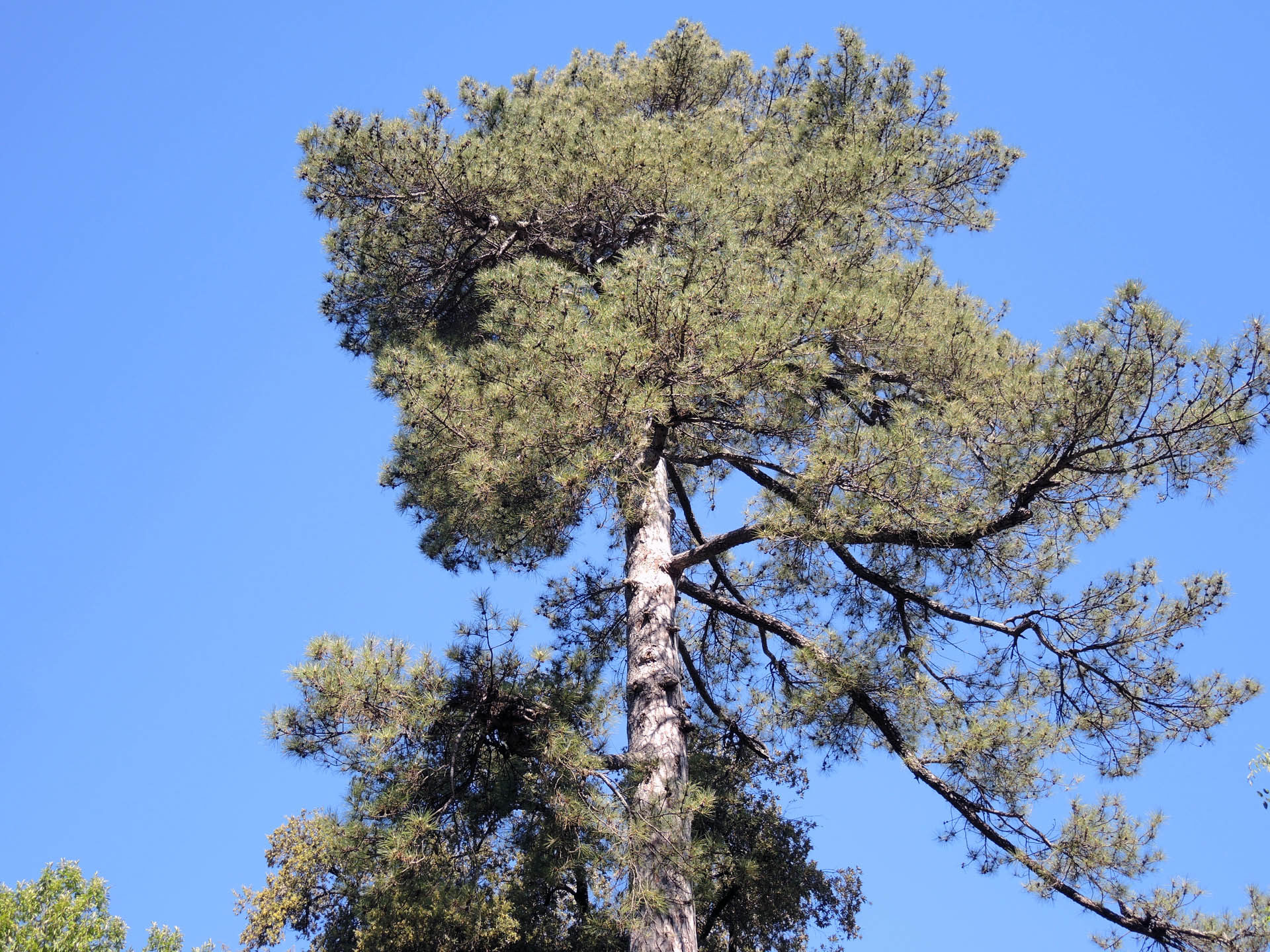 Arboreto Orto Botanico di Lucca