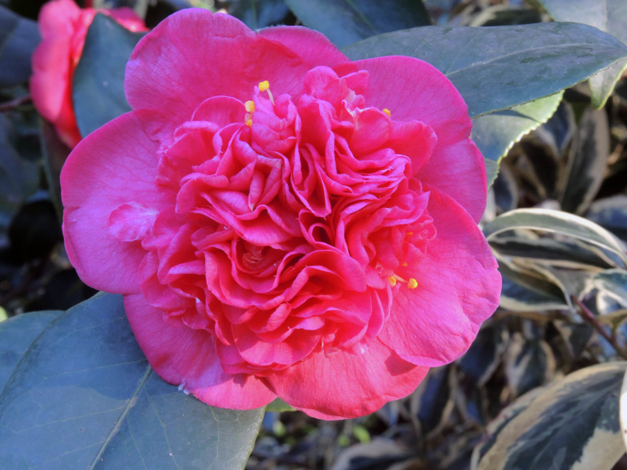 Camellia japonica ‘Anemoniflora’