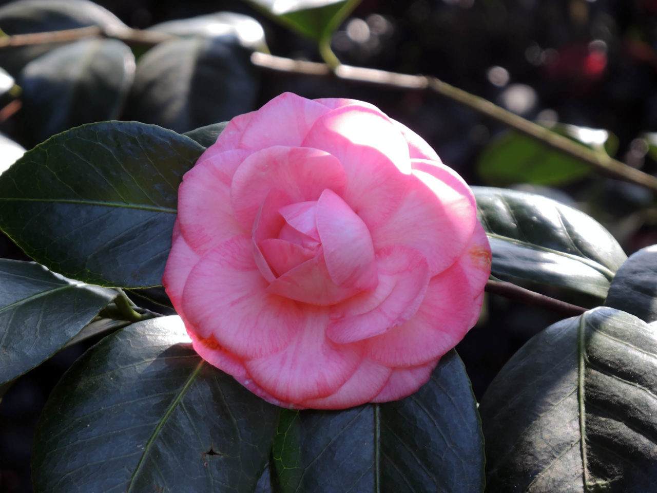 Camellia japonica ‘Mutabilis Traversi’